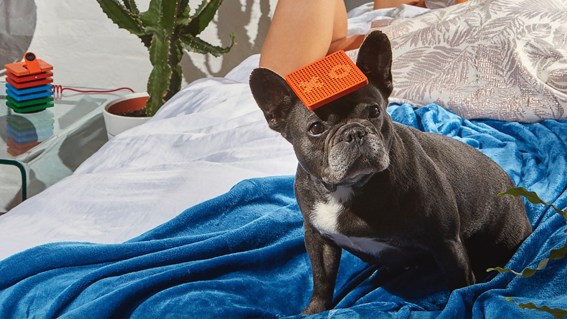 Eine französische Bulldogge auf einem blauen Tuch.